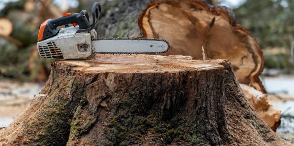 Abattage des arbres près de Dunkerque